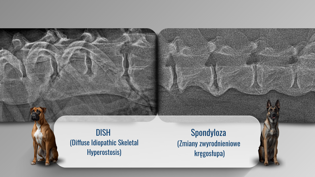 Case Studies Image