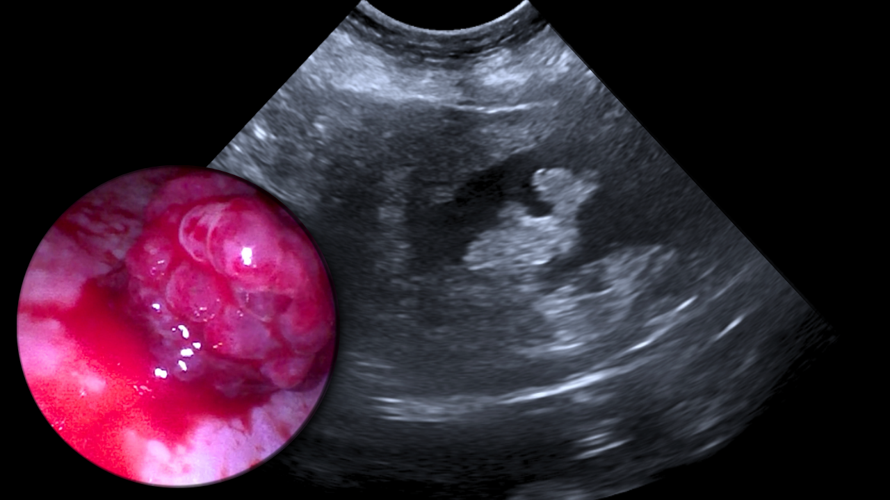 Case Studies Image
