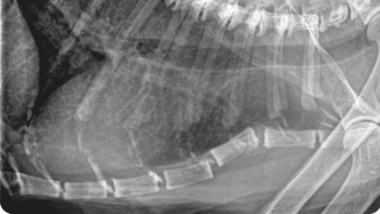 Case Studies Image